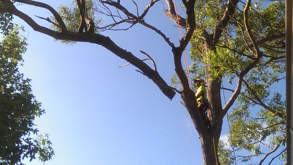 Tree removal and pruning Bateau Bay
